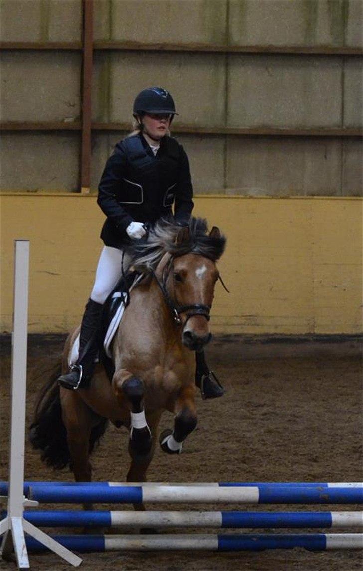 Anden særlig race Tarzan - Vores sidste stævne sammen.. <3 
Tak for nogle ubeskrivelige eventyr, du har givet mig. <3 
Jeg vil altid elske dig <3

Tak fordi i kiggede forbi Tarzans profil! :-) billede 20