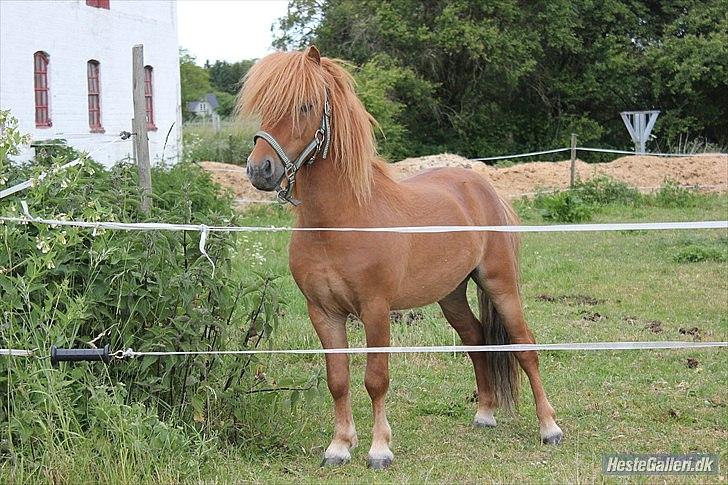 Shetlænder Nordhusets Hannibal Small <3 #Pony prinsen# - Min smukke hingstemand, 04/05-2012 billede 17