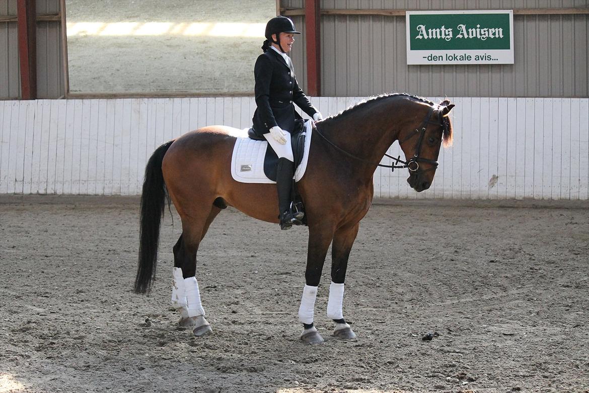 Dansk Varmblod Mi Grande billede 2