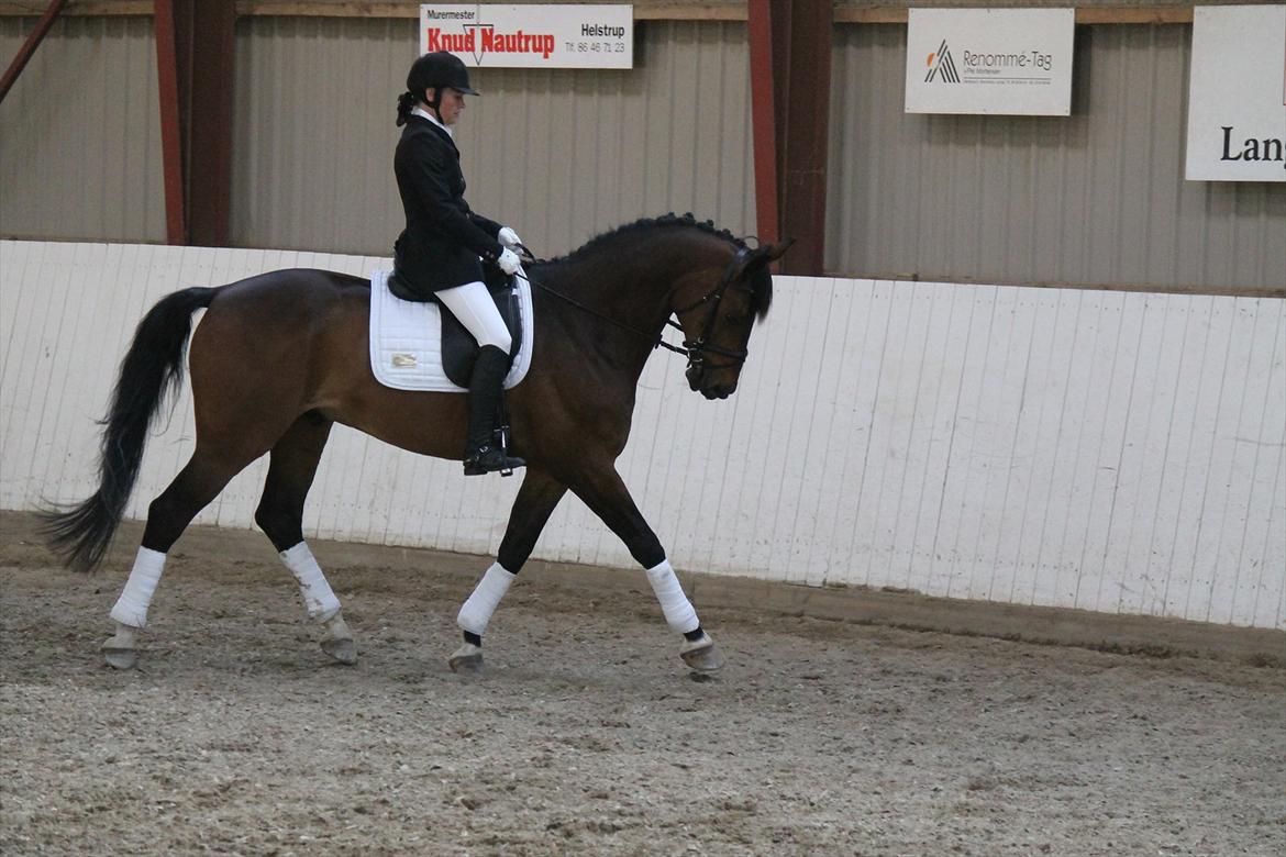 Dansk Varmblod Mi Grande billede 3