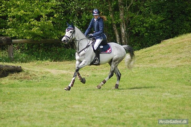 Anden særlig race Mr. Blue Sky ***Gunnar*** - Foto: Emilie Møller Rand billede 12