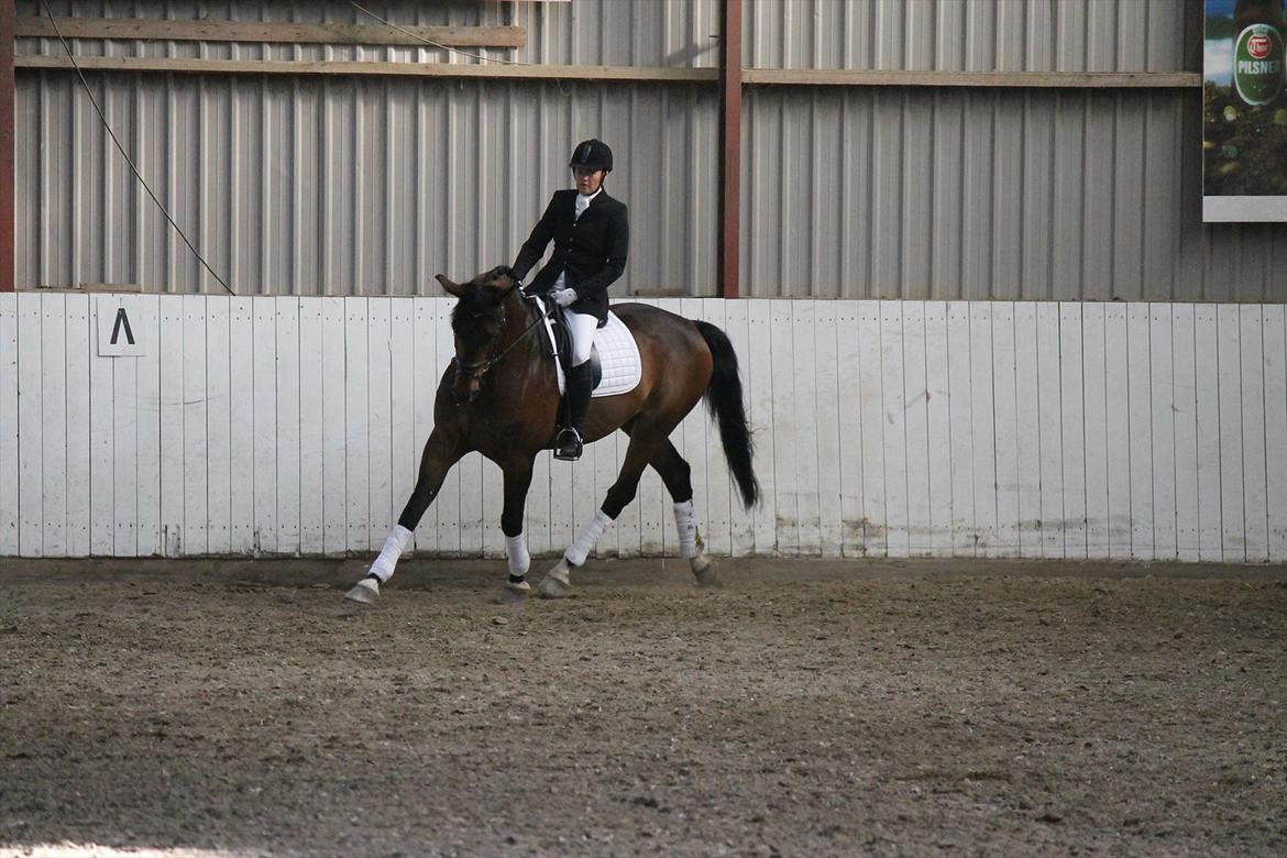 Dansk Varmblod Mi Grande billede 4