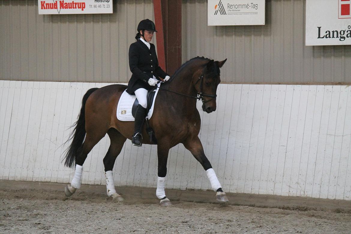 Dansk Varmblod Mi Grande billede 5