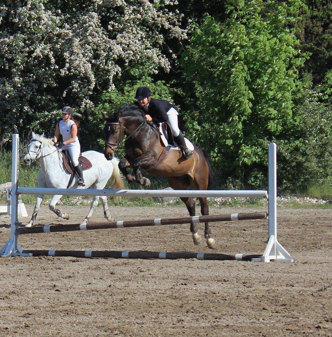 Anden særlig race Platinico - Tidl. PASSER - Majstævne 2012 med Mia Maj - opvarmning billede 17