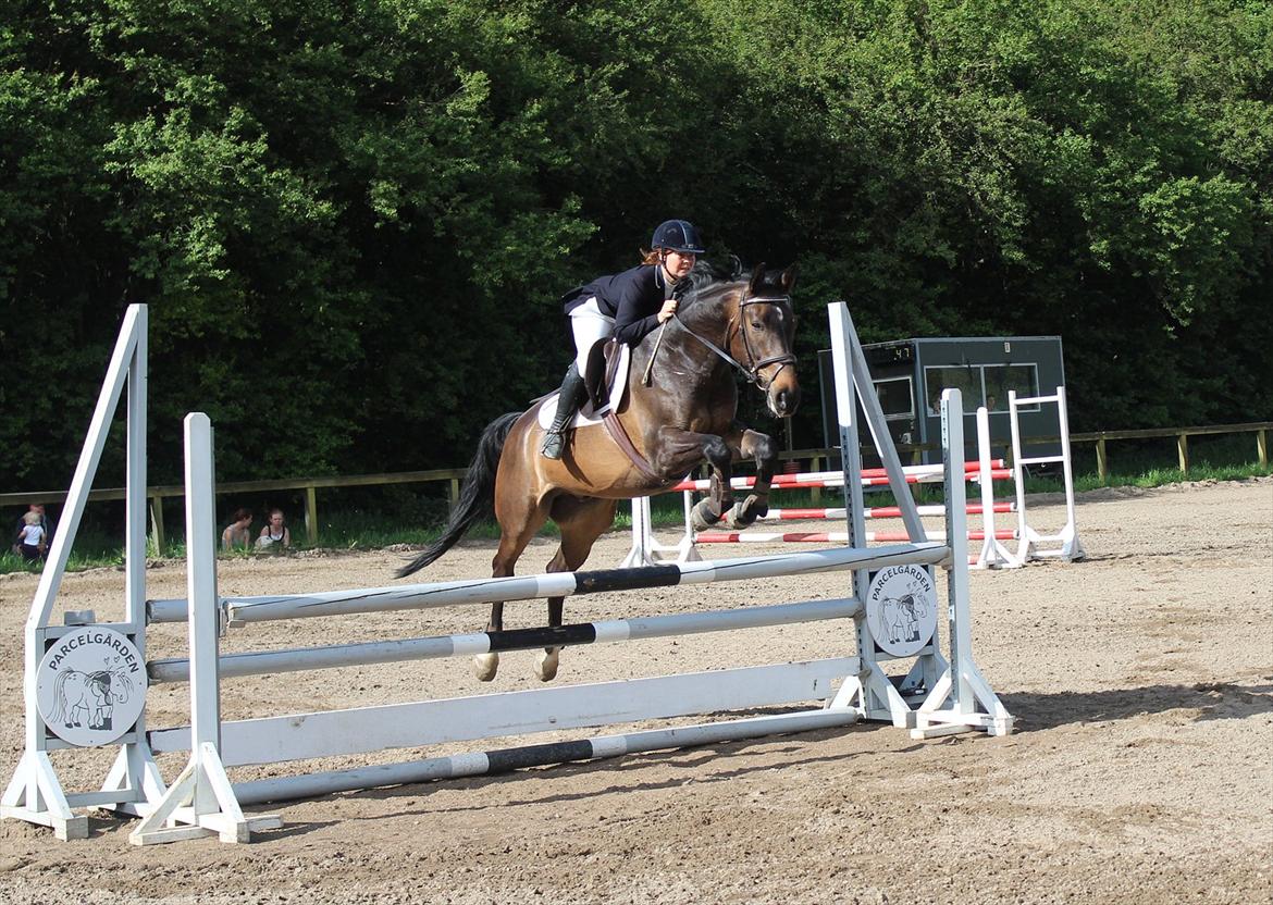 Anden særlig race Platinico - Tidl. PASSER - Majstævne 2012 med Mia Maj billede 18