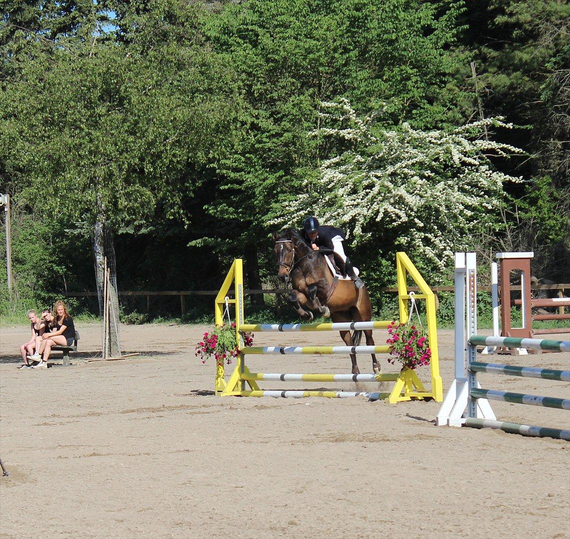 Anden særlig race Platinico - Tidl. PASSER - Majstævne 2012 med Mia Maj billede 19