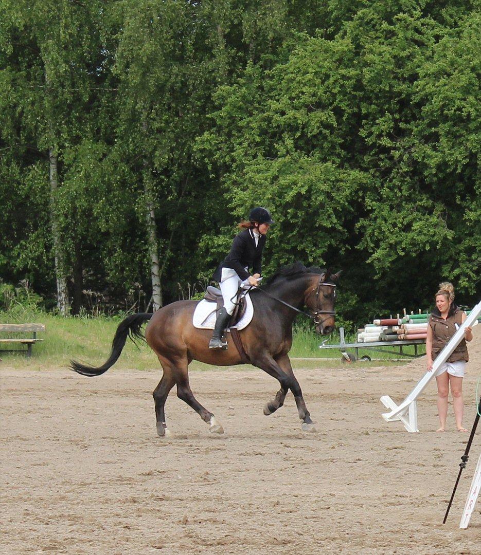 Anden særlig race Platinico - Tidl. PASSER - Æresrunde til Majstævne 2012 med Mia Maj - 2.plads billede 20