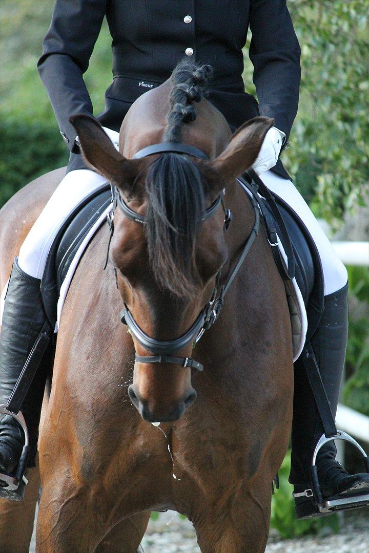 Dansk Varmblod Mi Grande billede 6