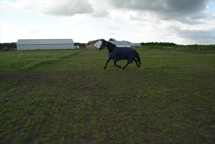 Dansk Varmblod Nitouche af sulsted - fold maj 2012 billede 8