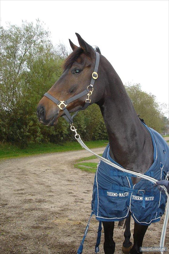 Dansk Varmblod Nitouche af sulsted - inden handelsundersøgelsen billede 9