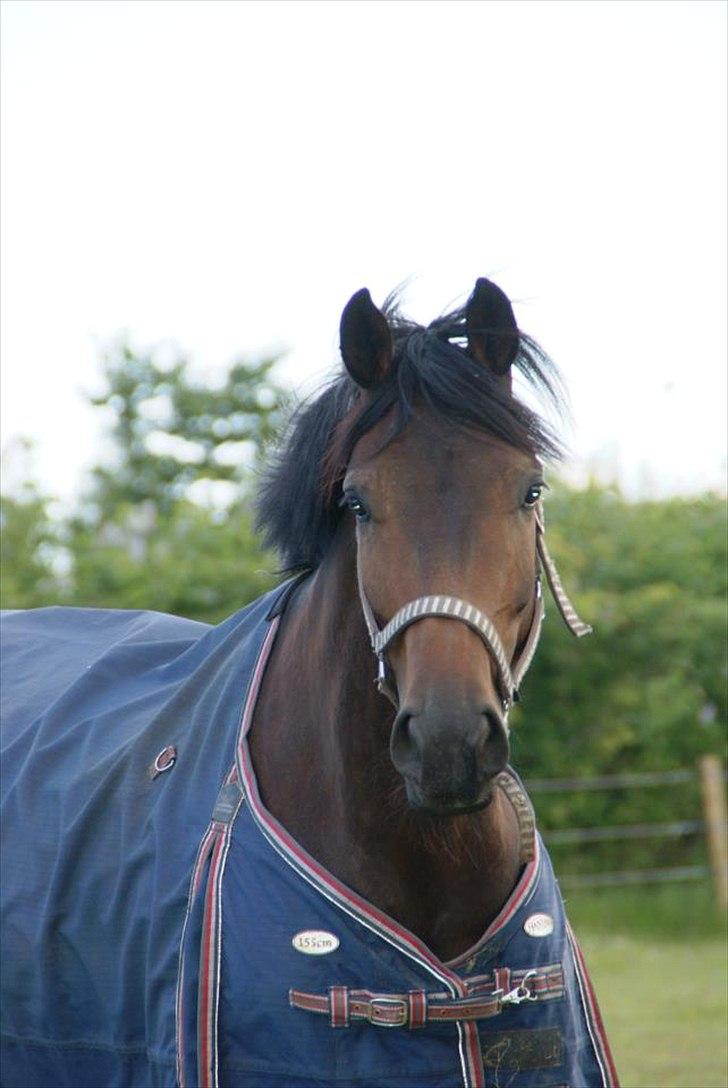 Dansk Varmblod Nitouche af sulsted - Nitouche Af Sulsted billede 7