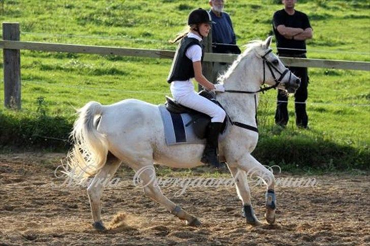 Arabisk fuldblod (OX) Balzac<3 R.I.P<3<3 - Det skulle åbenbart blive vores sidste stævne sammen!;-(<3
Foto: Maria Overgaard Bruun billede 12