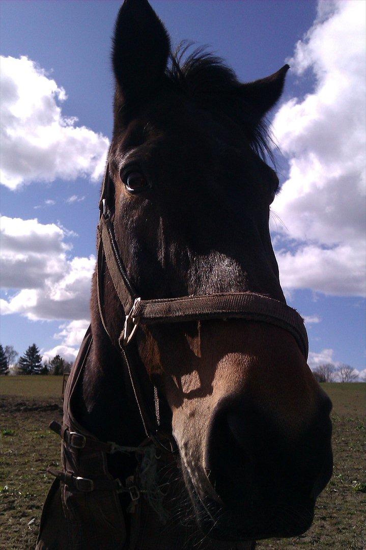 Oldenborg Samer - Velkommen til Samer´s profil<3<3<3 billede 1