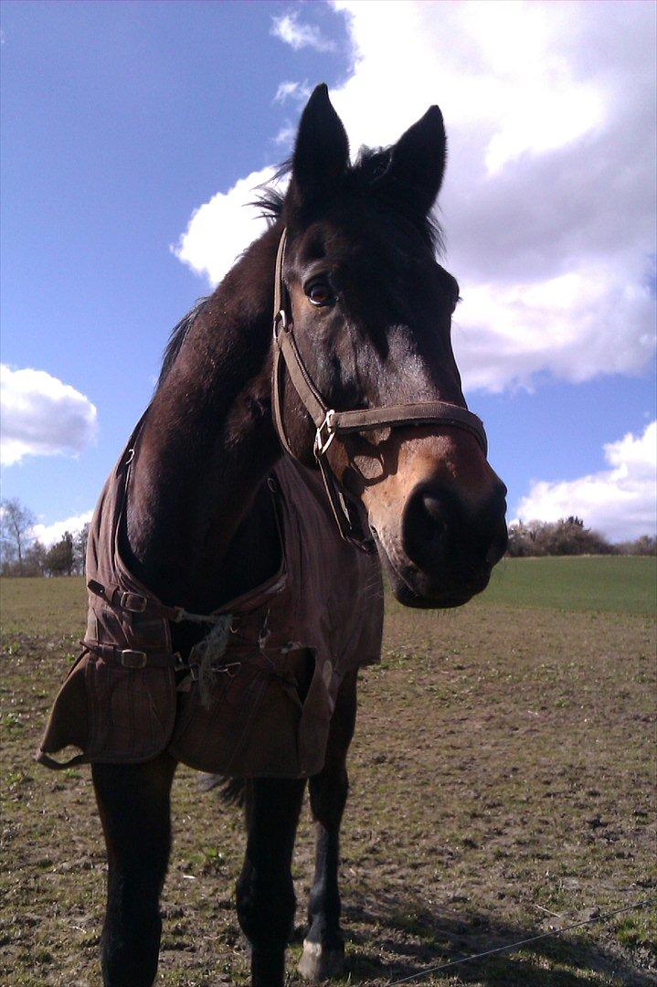 Oldenborg Samer - Samse I looooooove you billede 2