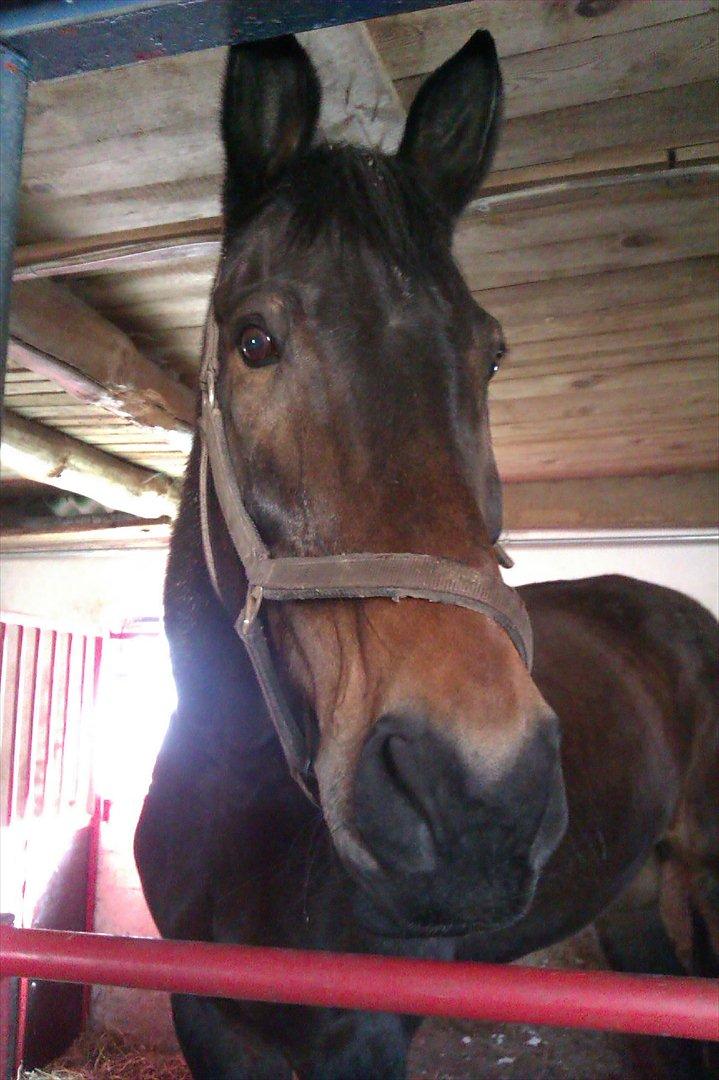 Oldenborg Samer - Er du nysgerrig Sams billede 3