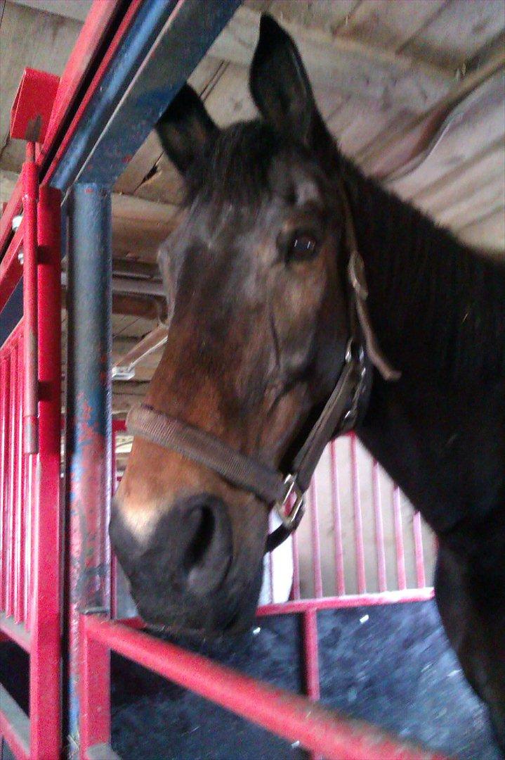 Oldenborg Samer - I boksen :DDD billede 4