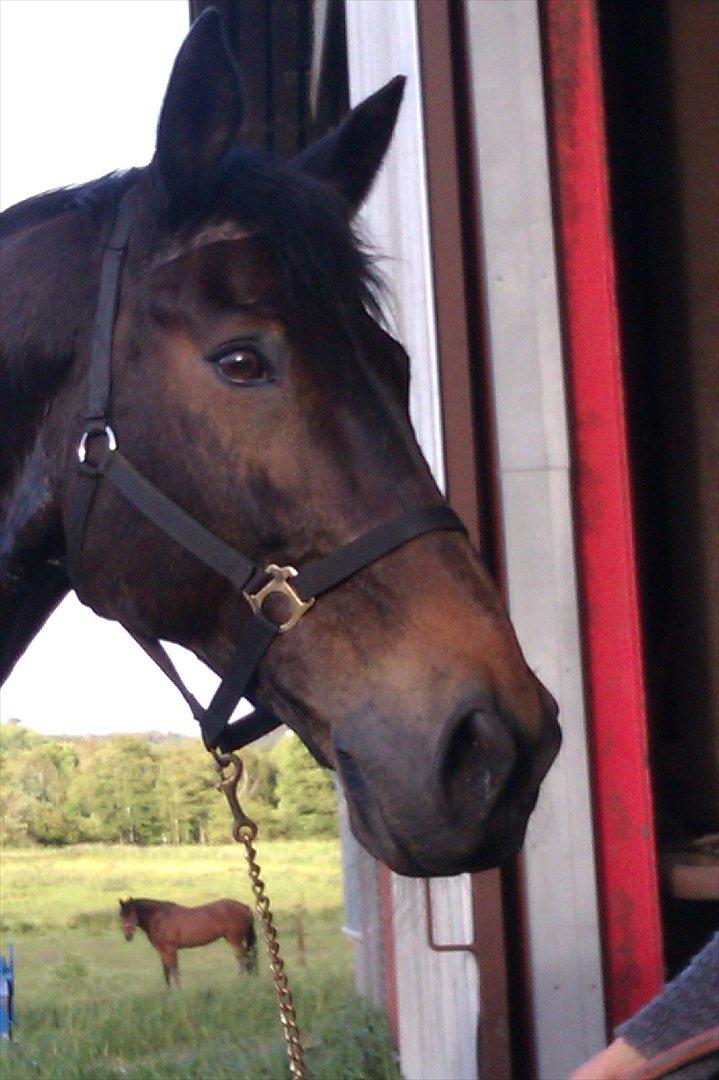 Oldenborg Samer - Så vasker vi billede 7