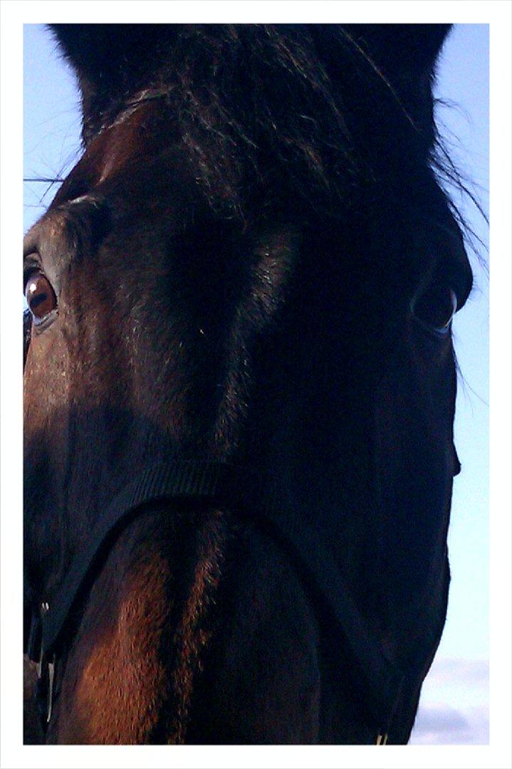 Oldenborg Samer - Hejsa billede 8