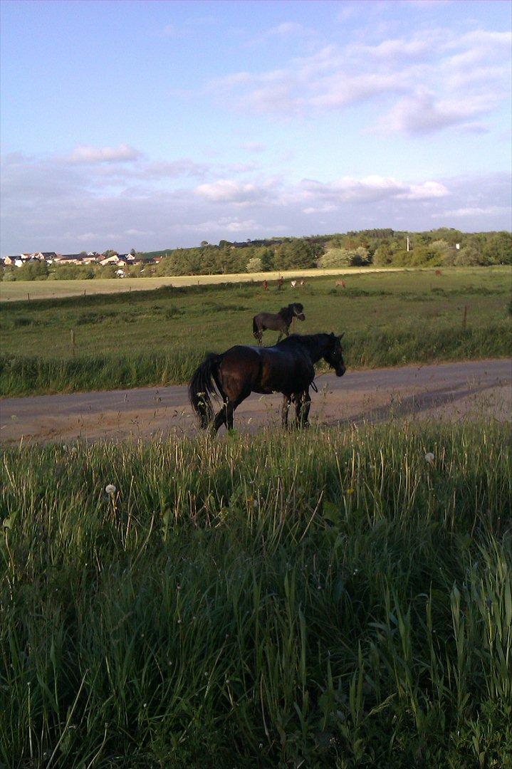 Oldenborg Samer - hjem til stalden :DD billede 9