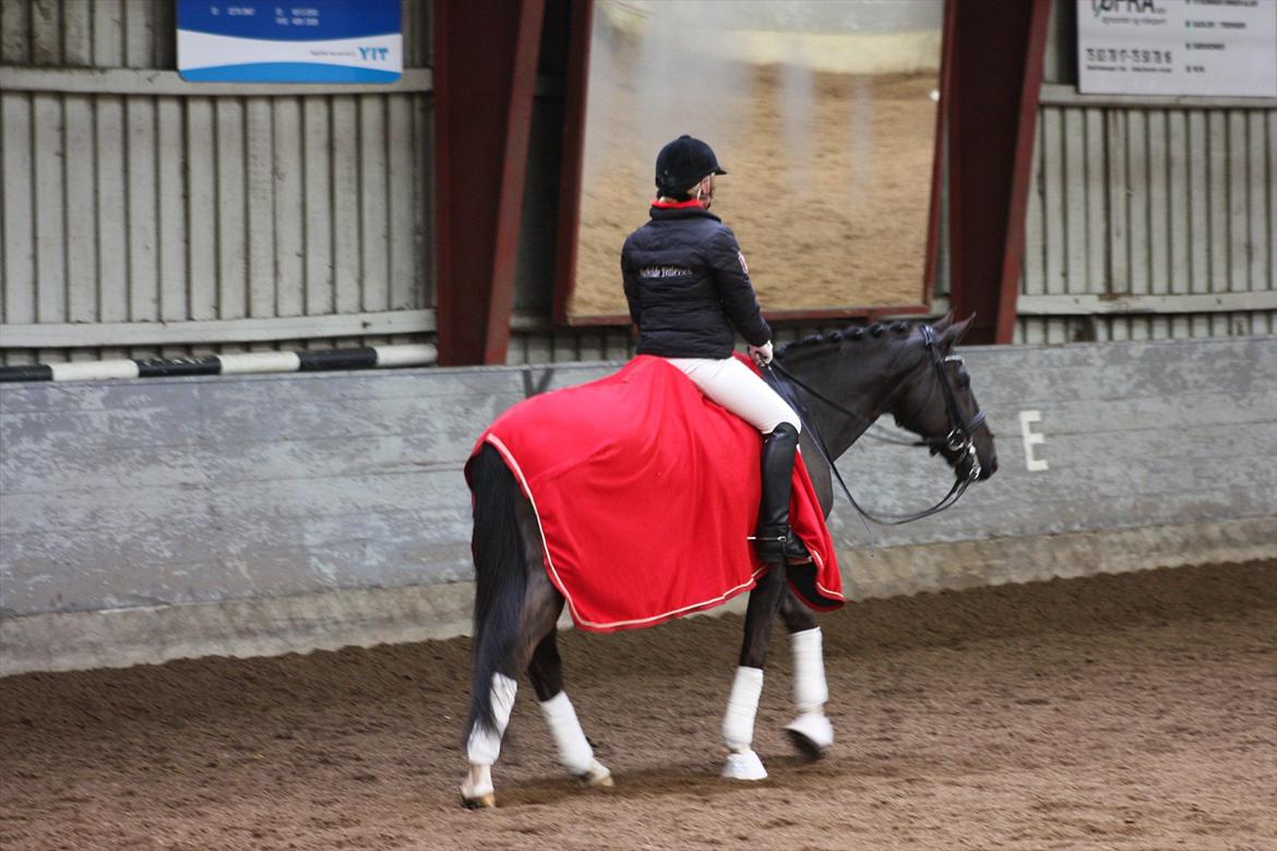Dansk Varmblod Kastaniegården Charleston billede 18