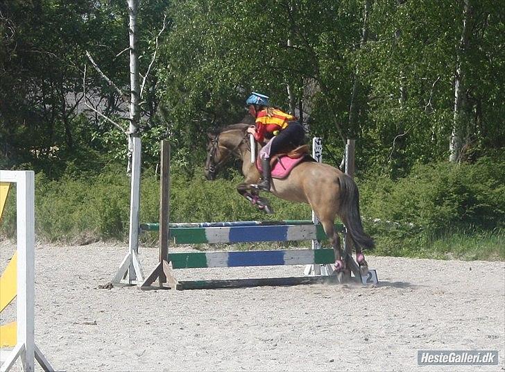 Konik Polski Sølvmosegaards Koniko - 13)  mig og Nikko klædt ud som bubbi bjørn! 85cm
Foto Malte! billede 15