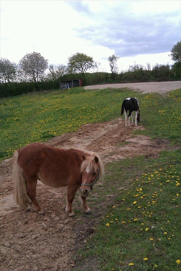 Shetlænder Sam  billede 11