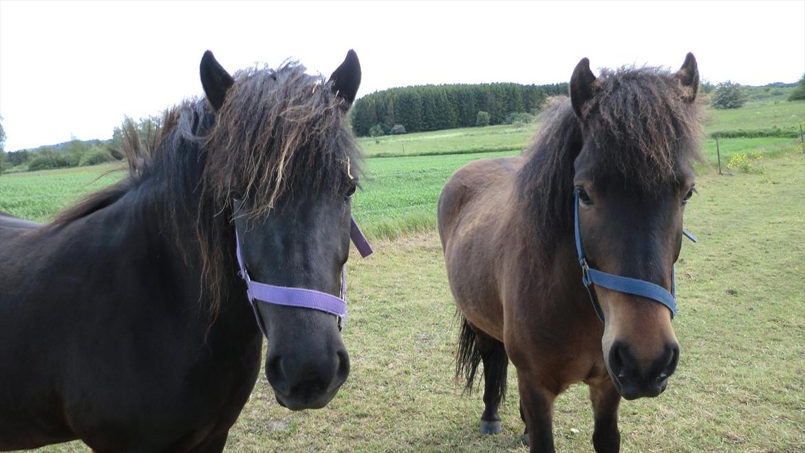 Islænder Tryllingur fra Tågehuse - Trille og hans søster billede 11