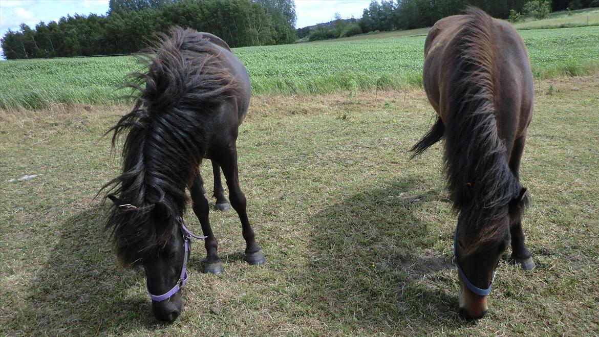 Islænder Tryllingur fra Tågehuse - Trille og hans søster billede 12