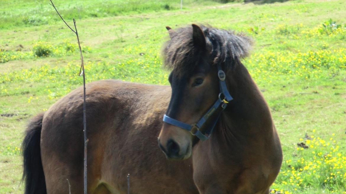 Islænder Tryllingur fra Tågehuse billede 10