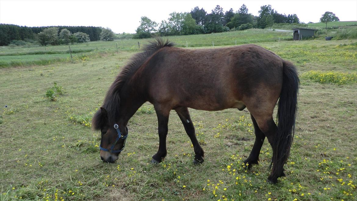 Islænder Tryllingur fra Tågehuse billede 13