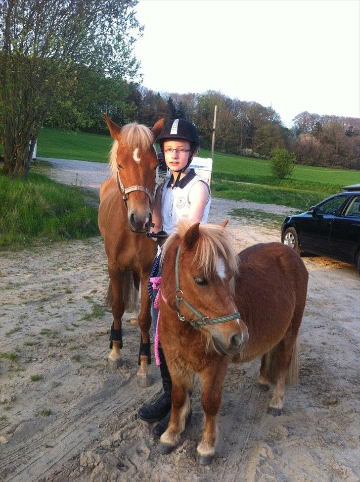 Shetlænder Sam  billede 12