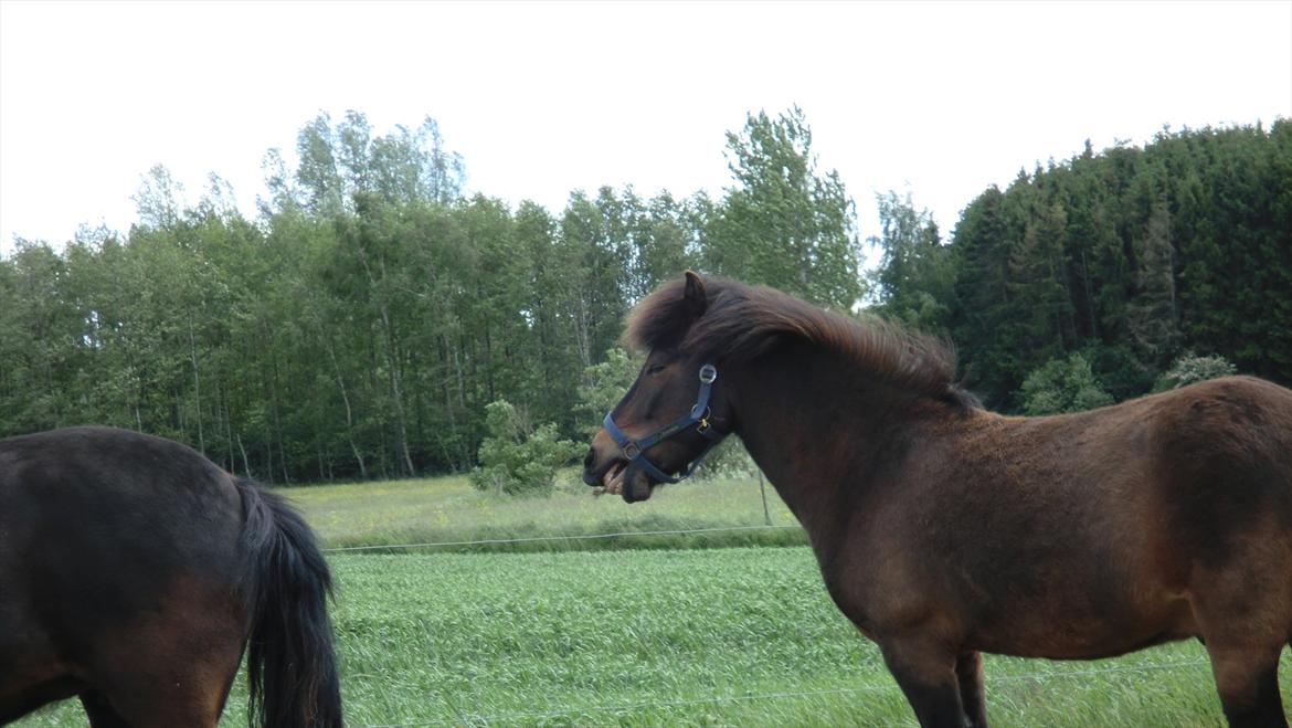 Islænder Tryllingur fra Tågehuse billede 14