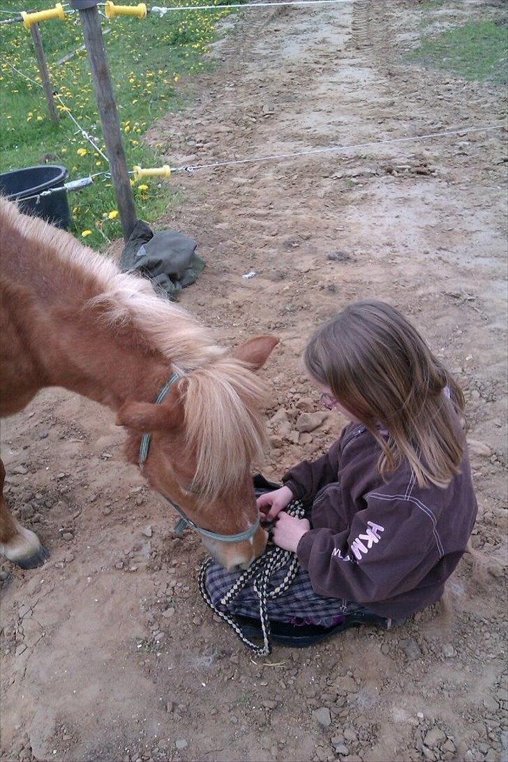Shetlænder Sam  billede 14