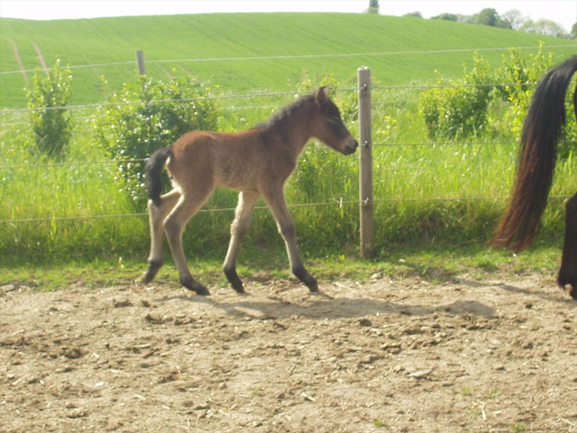 Islænder Tryllingur fra Tågehuse - Trille som føl billede 6
