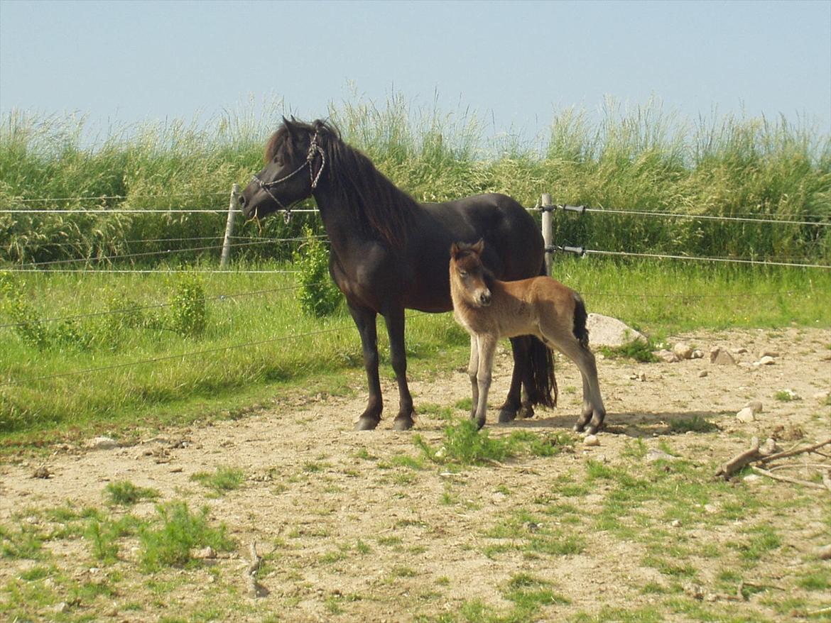 Islænder Tryllingur fra Tågehuse - Trille som føl sammen med sin mor billede 7