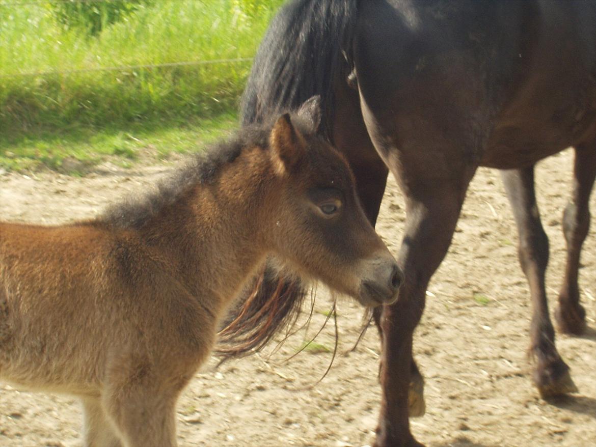 Islænder Tryllingur fra Tågehuse - Trille som føl billede 8
