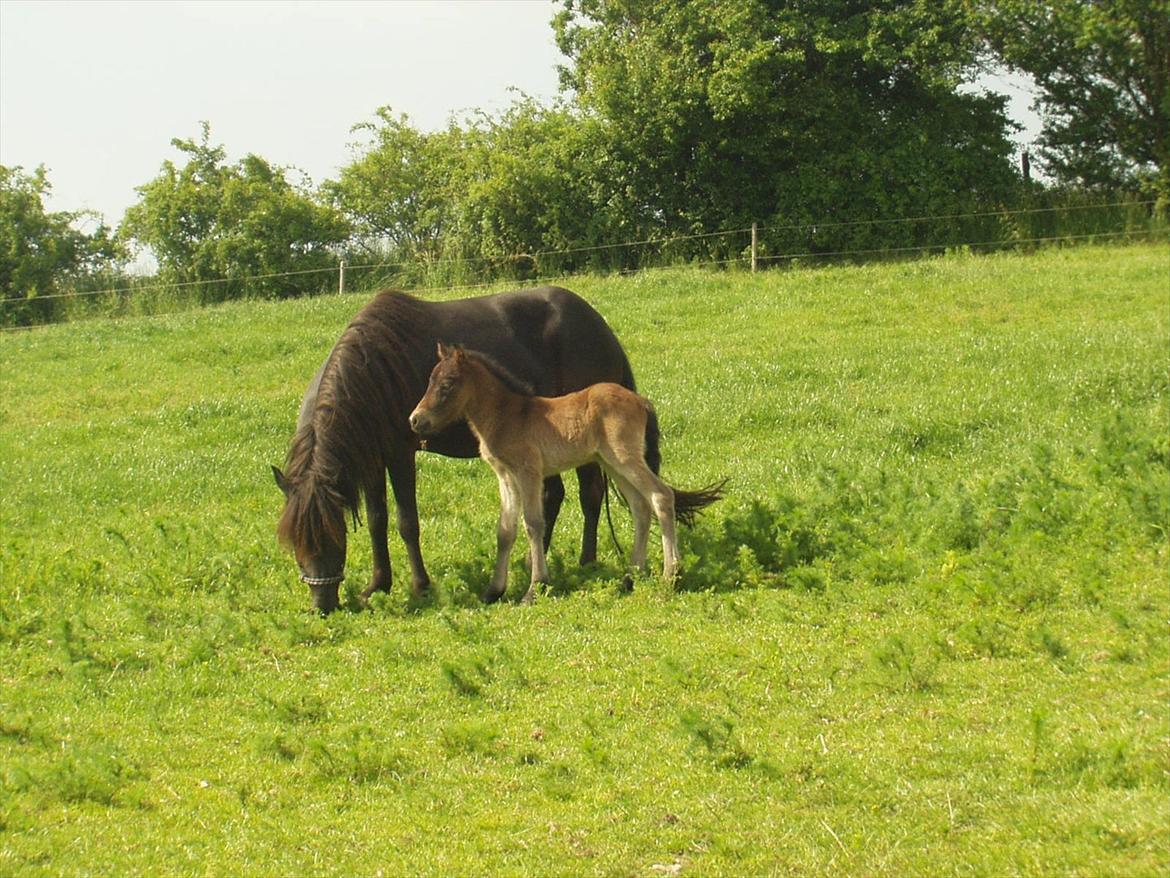 Islænder Tryllingur fra Tågehuse - Trille som føl sammen med sin mor billede 5