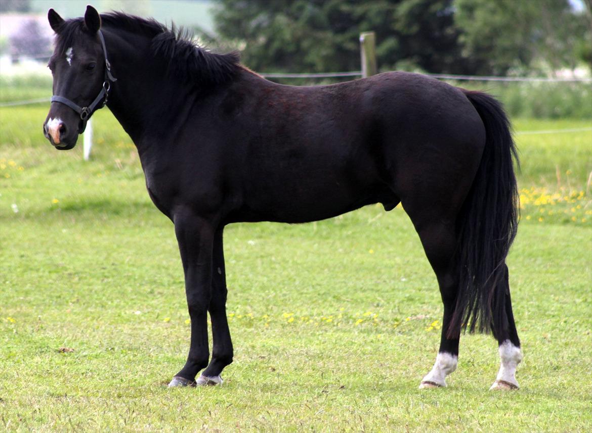 New Forest Bøgelys Nico(Solgt) - Velkommen til Bøgelys Nico's profil :-)) billede 2