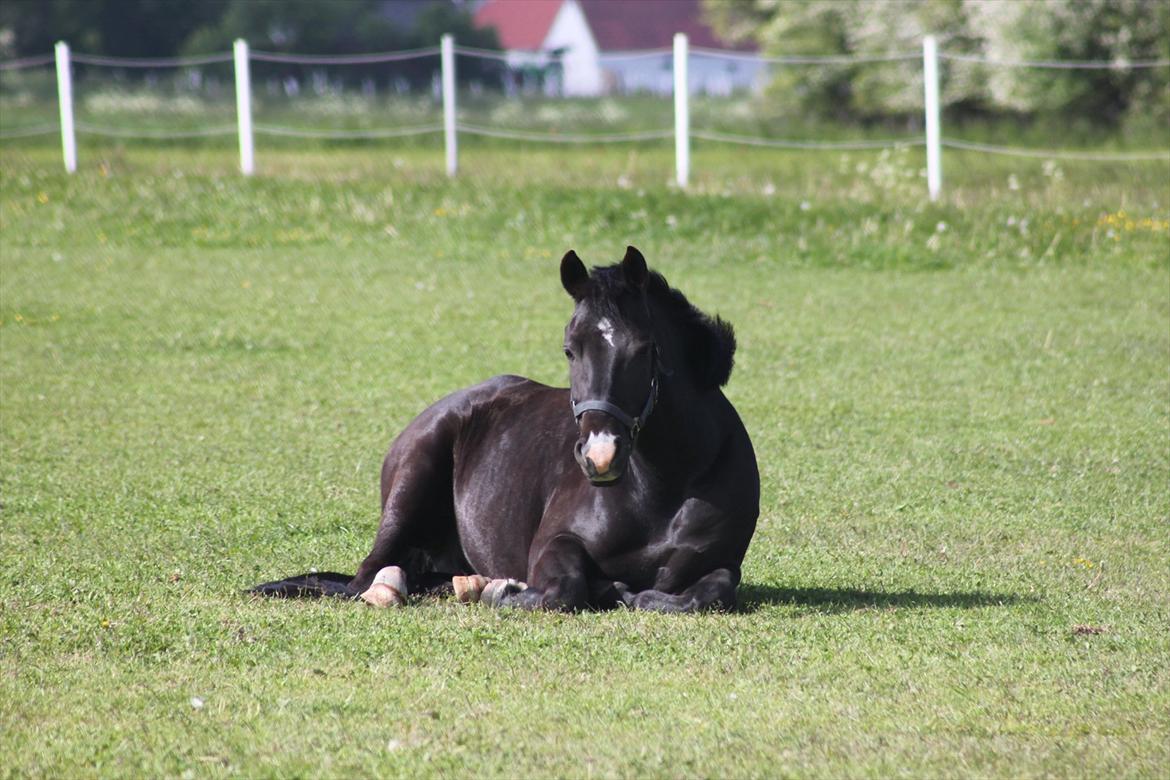 New Forest Bøgelys Nico(Solgt) billede 4