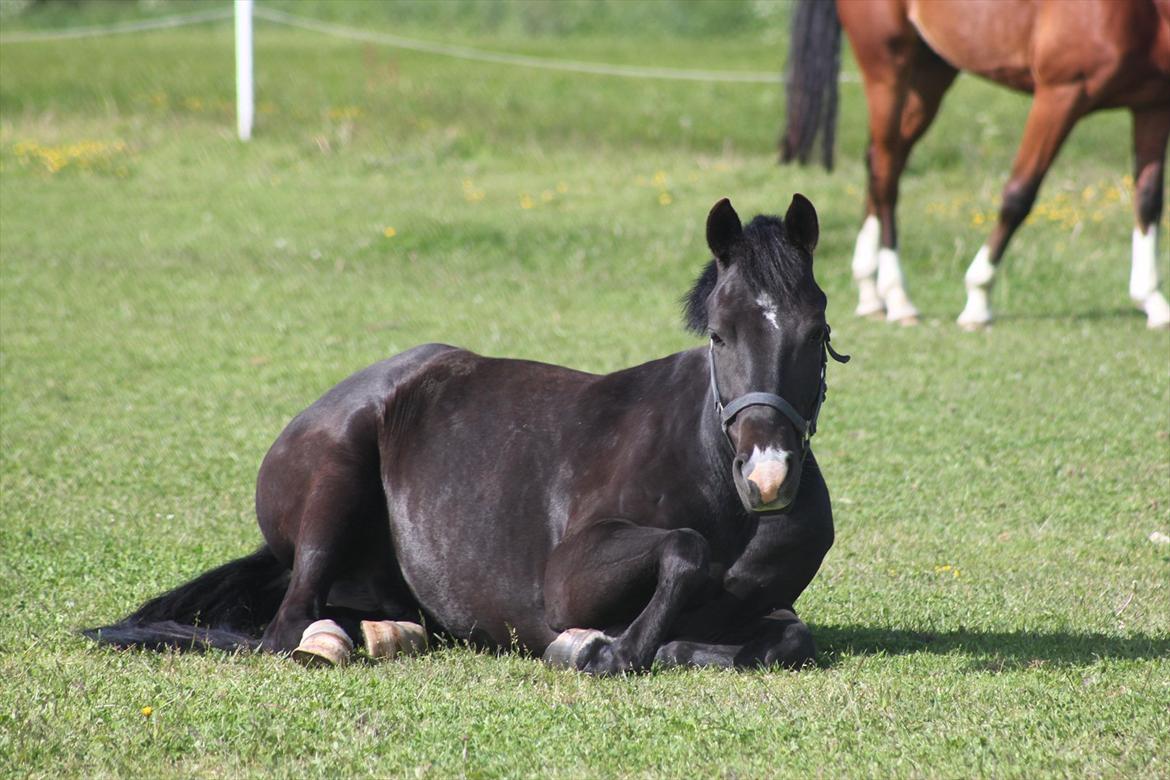 New Forest Bøgelys Nico(Solgt) billede 5