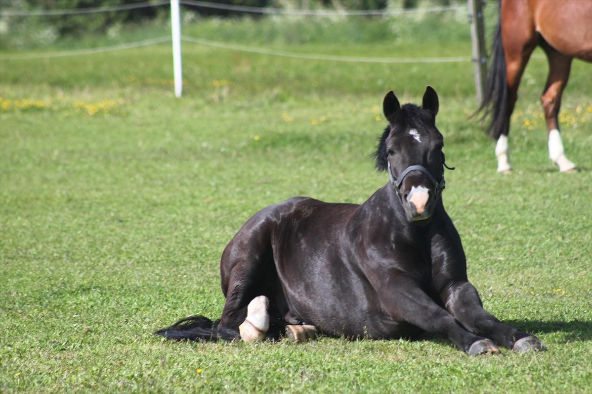 New Forest Bøgelys Nico(Solgt) billede 6