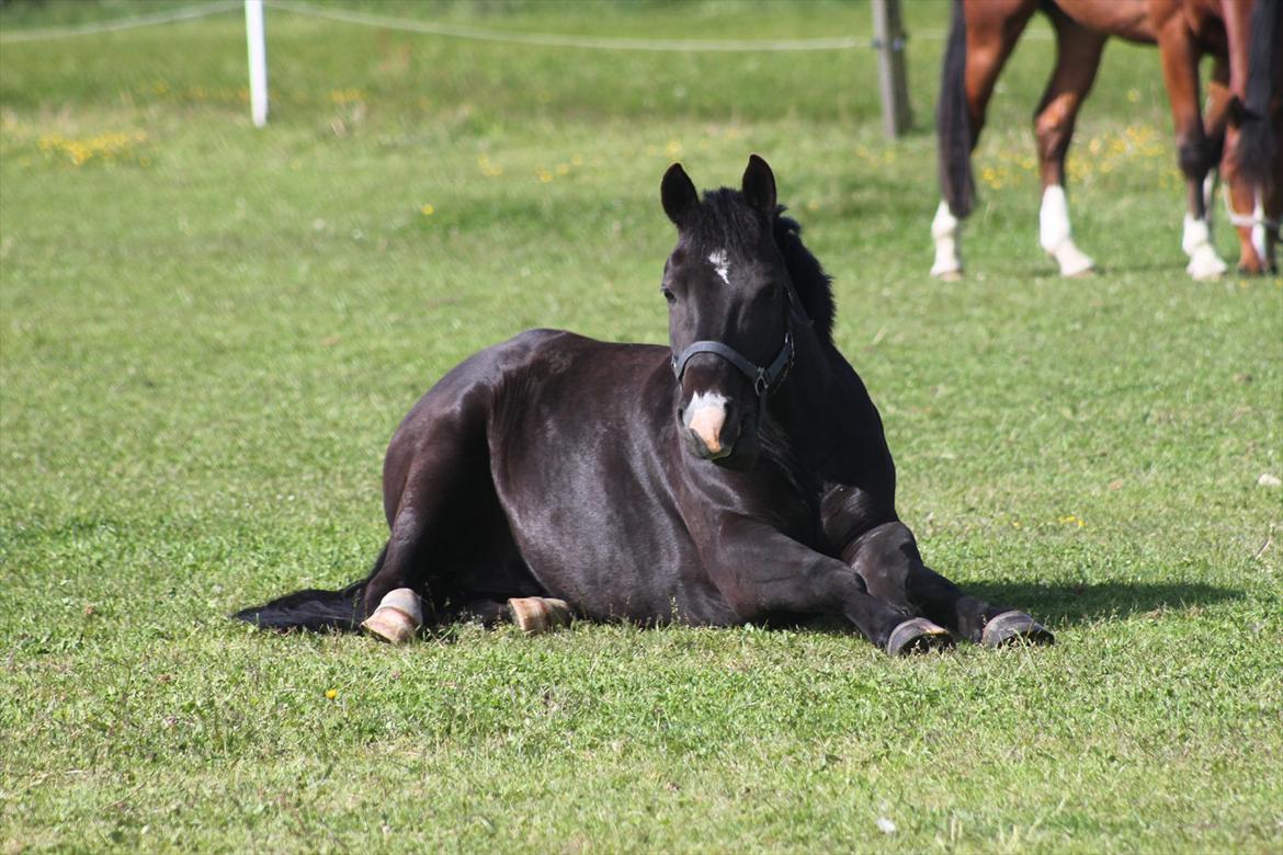 New Forest Bøgelys Nico(Solgt) billede 7