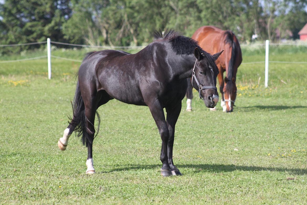 New Forest Bøgelys Nico(Solgt) billede 8