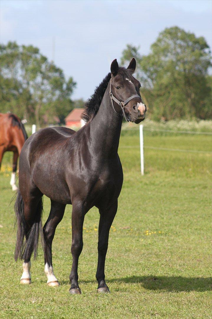 New Forest Bøgelys Nico(Solgt) billede 9