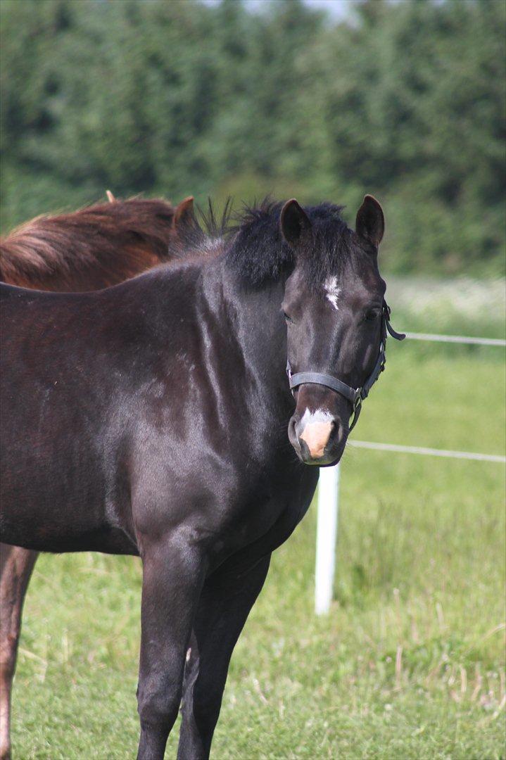 New Forest Bøgelys Nico(Solgt) billede 10