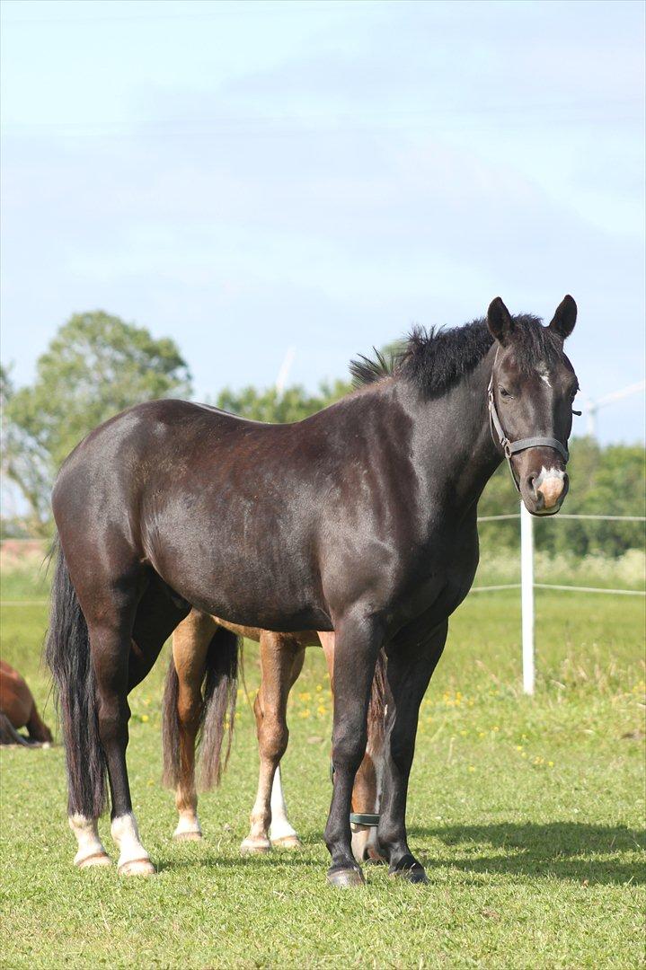 New Forest Bøgelys Nico(Solgt) billede 11