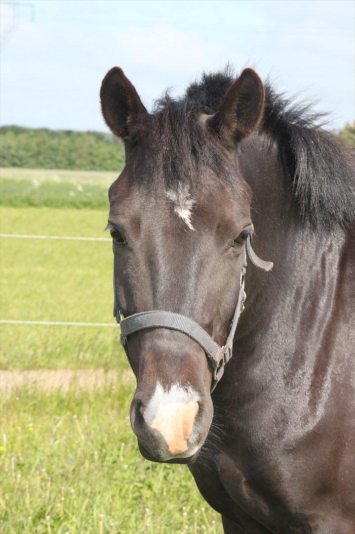 New Forest Bøgelys Nico(Solgt) billede 12