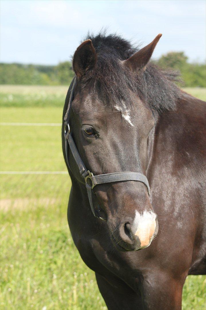 New Forest Bøgelys Nico(Solgt) billede 13