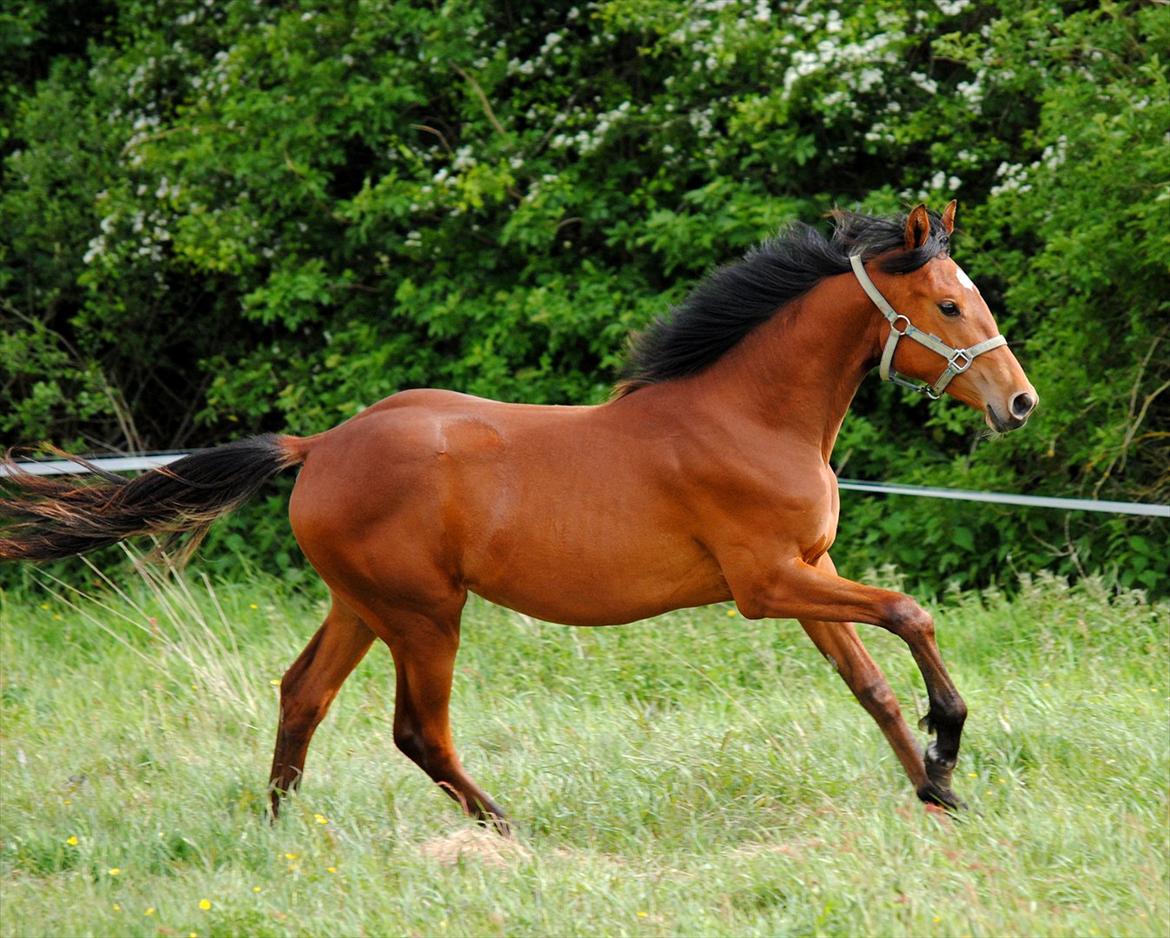 Dansk Varmblod Castana L - Castana 1 år og 1 mdr gammel  billede 20