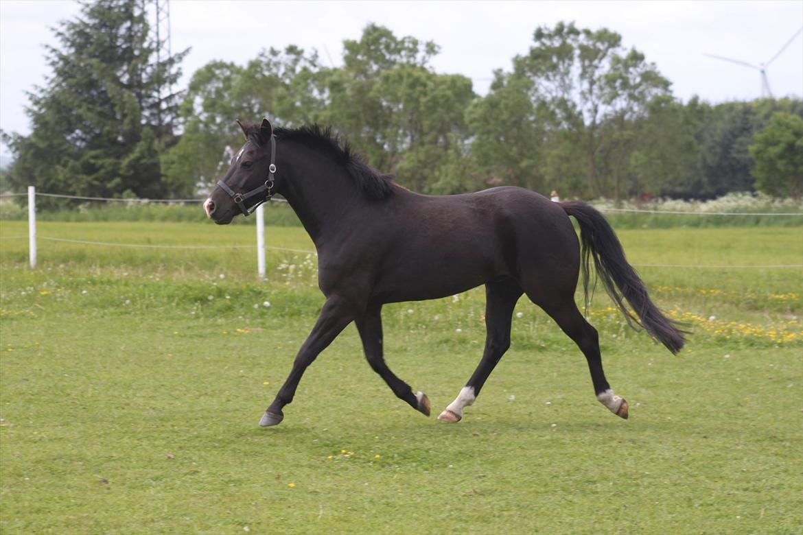 New Forest Bøgelys Nico(Solgt) billede 14